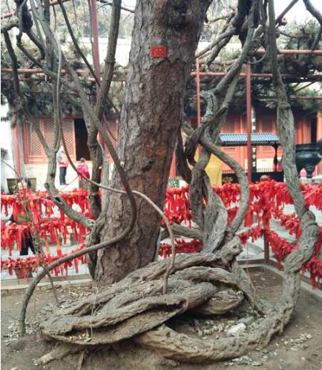 和同事去红螺寺拜佛爬山