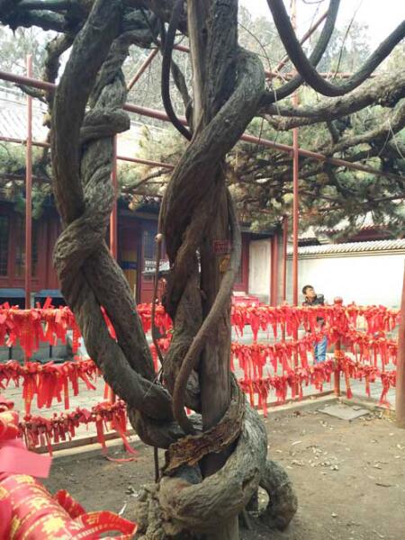 和同事去红螺寺拜佛爬山
